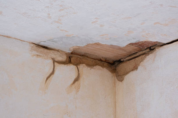 Best Water damage contractors near me  in Mayville, MI
