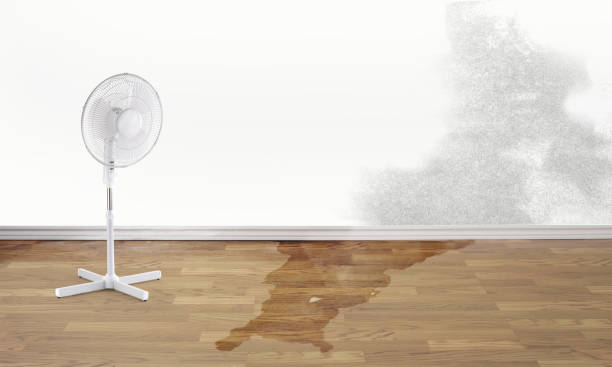Best Ceiling water damage repair  in Mayville, MI