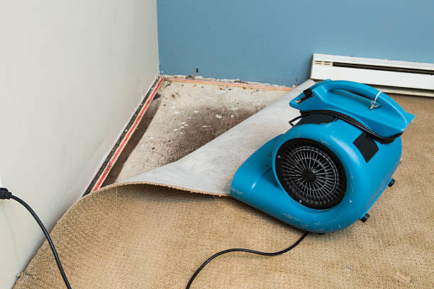 Best Carpet water damage restoration  in Mayville, MI